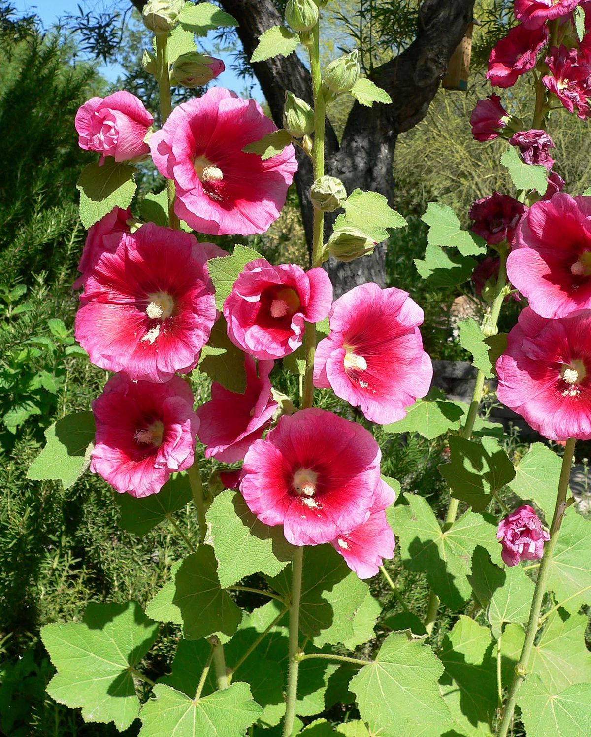 Rose Marshmallow Flower 30 grams