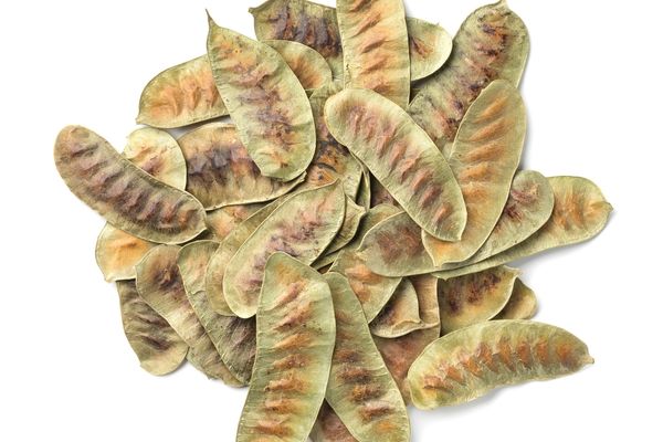Hungergras 50 g